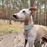 c6501367c949aaace2513f3dca53a8be